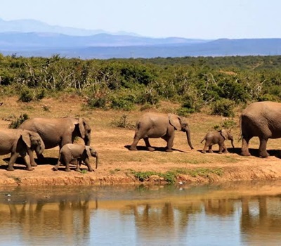 Amboseli National Park