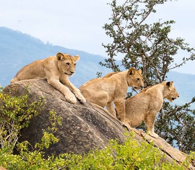 Tsavo National Park