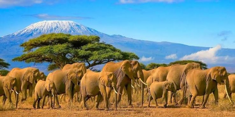Amboseli National Park