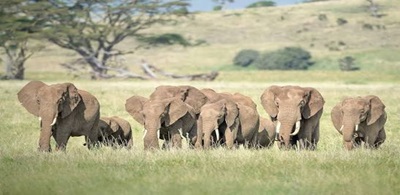 Elephant herd