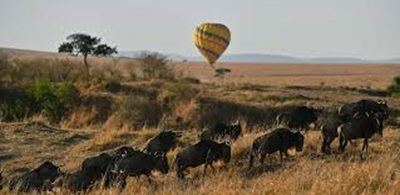 Wildlife in Mara