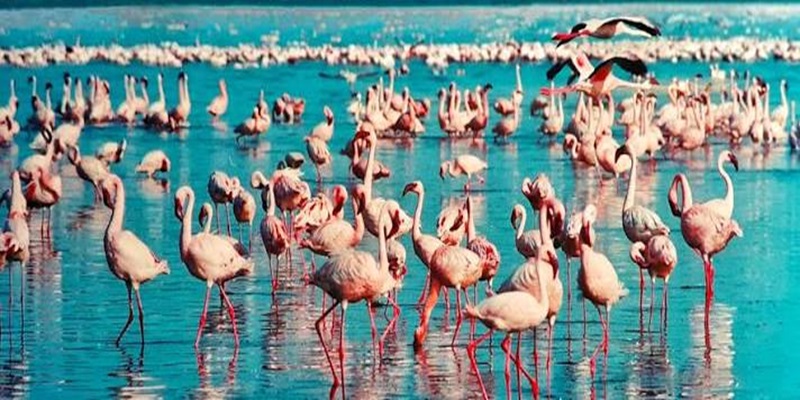 Lake Nakuru